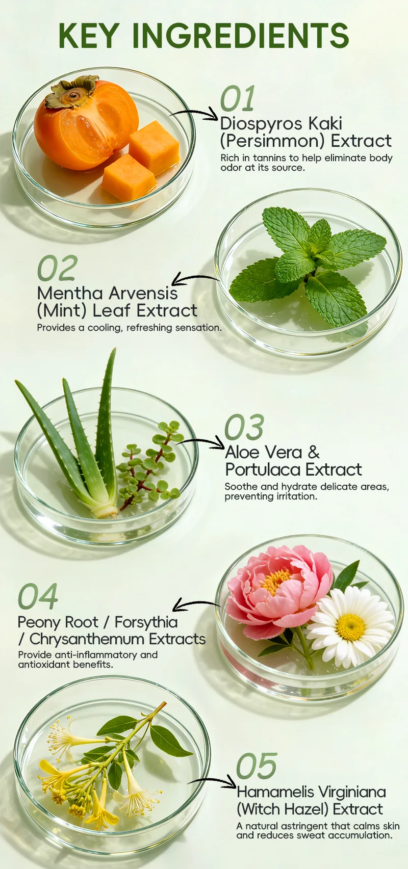 Five petri dishes showcasing skincare ingredients: persimmon, mint, aloe vera, peony, and witch hazel extracts with descriptions.